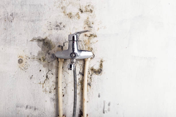 Home Mold Removal in Brentwood, CA