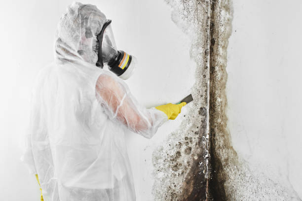 Best Mold Removal Specialists  in Brentwood, CA