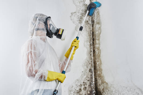 Best Same-Day Mold Removal  in Brentwood, CA