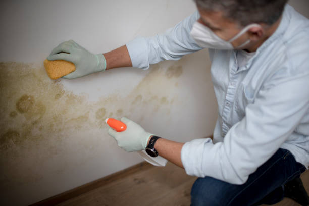 Best Mold Removal Company Near Me  in Brentwood, CA