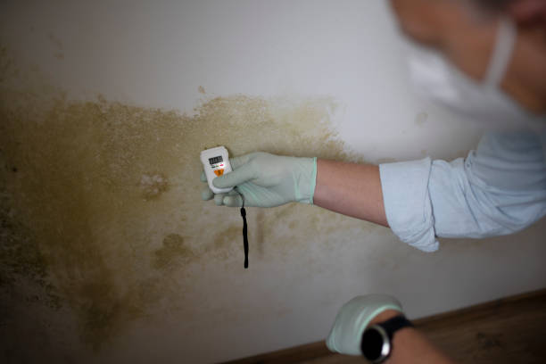 Best Office Mold Removal Services  in Brentwood, CA