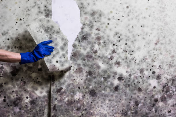 Trusted Brentwood, CA Mold Removal Experts