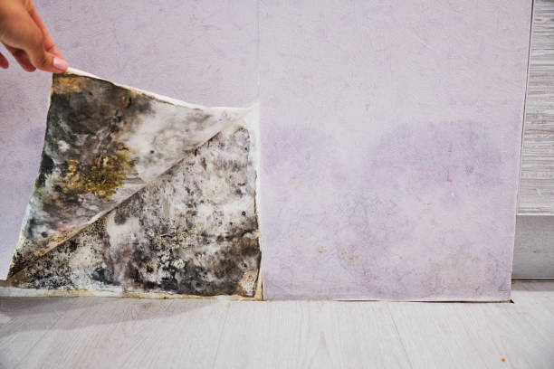 Best Mold Remediation Experts  in Brentwood, CA